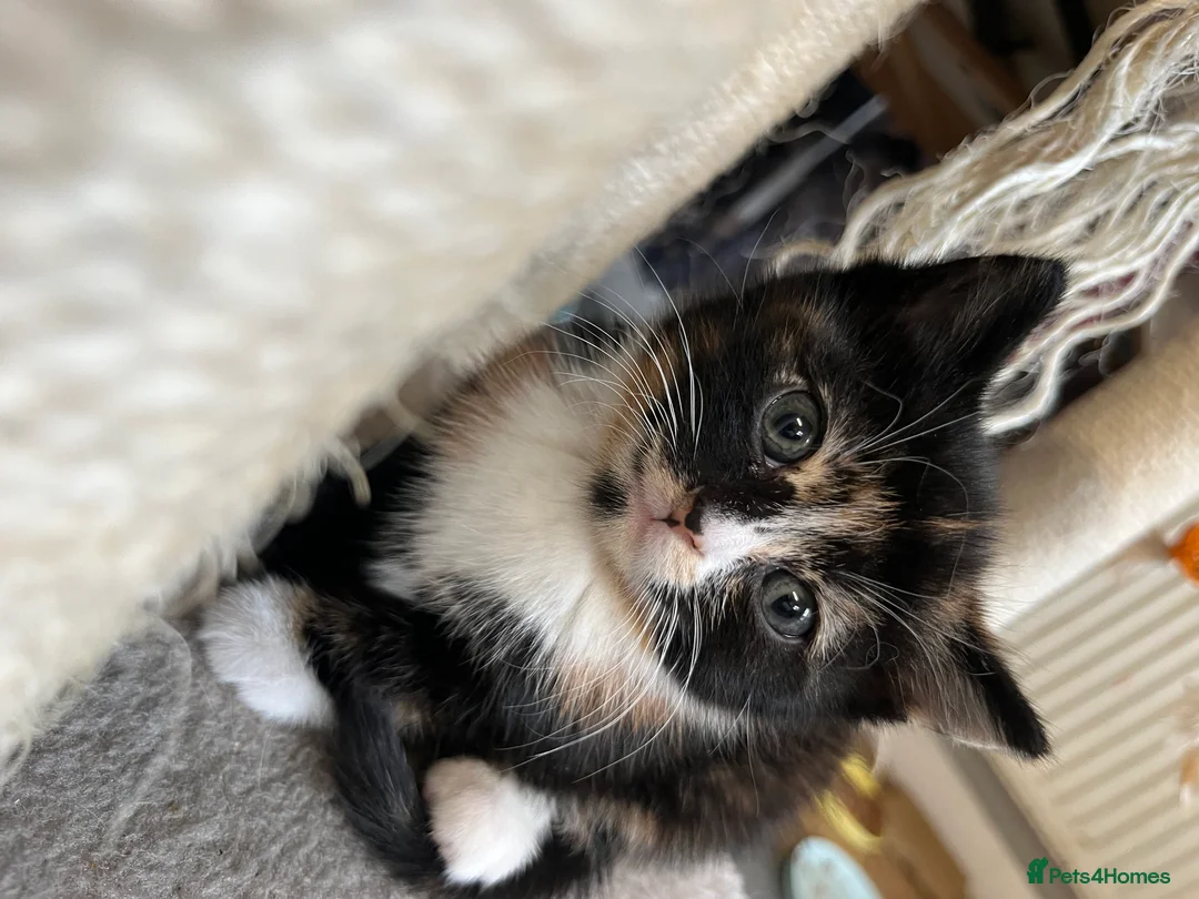 Mixed Breed cats for sale: Stunning MixedBreed Calico & TortoiseShell Kittens - Advert 7