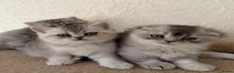 Scottish Fold cats for sale: Adorable Scottish Fold Kittens  - Advert 13