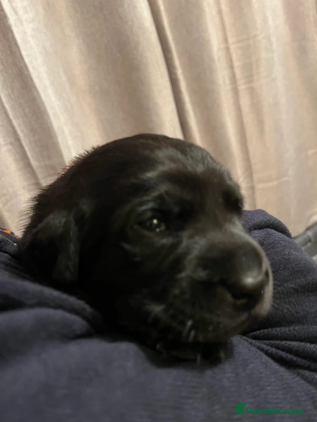 Labrador Retriever dogs for sale: Yellow - Advert 7