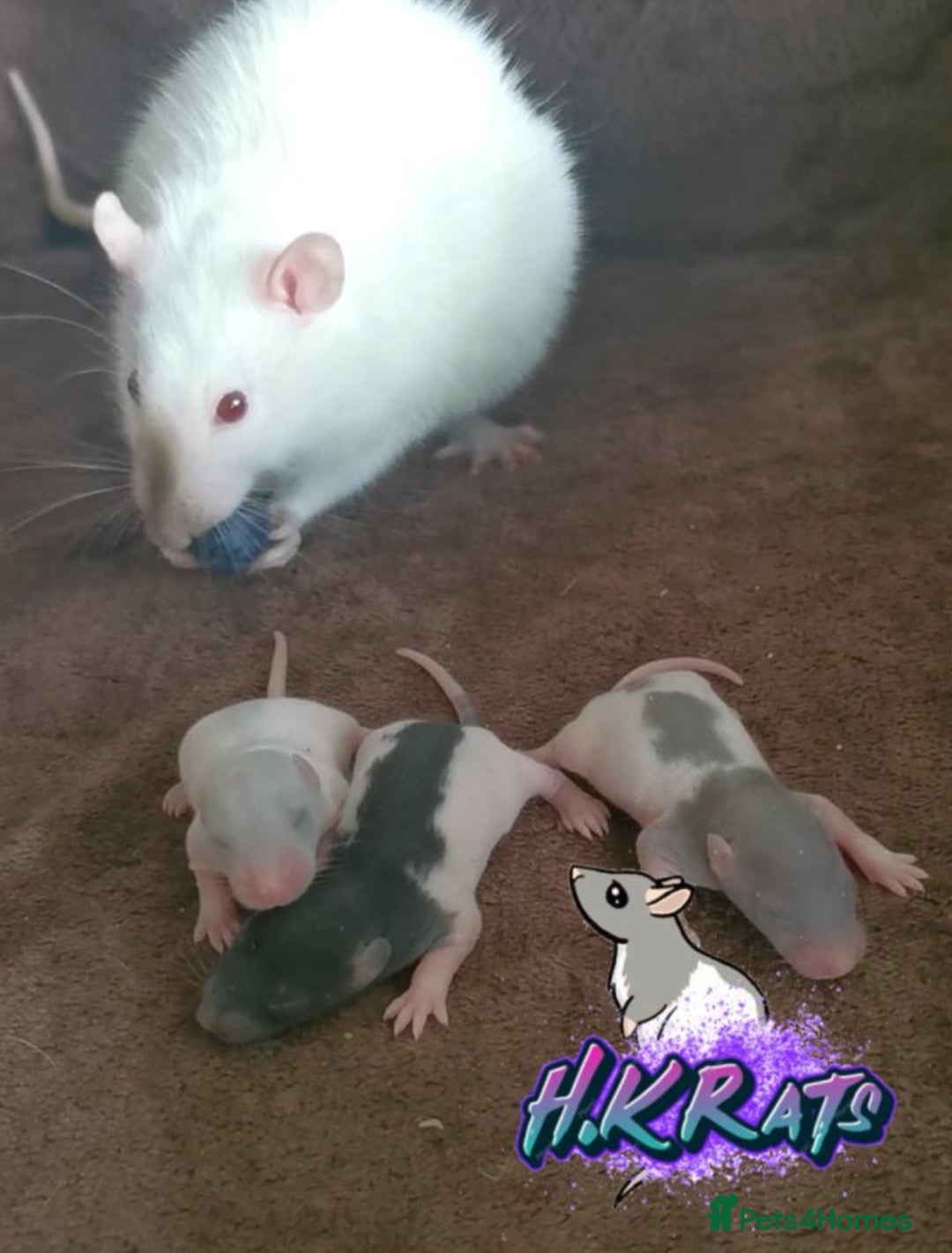 Rat rodents for sale: Dumbo rats mixed buck and does available  - Advert 7