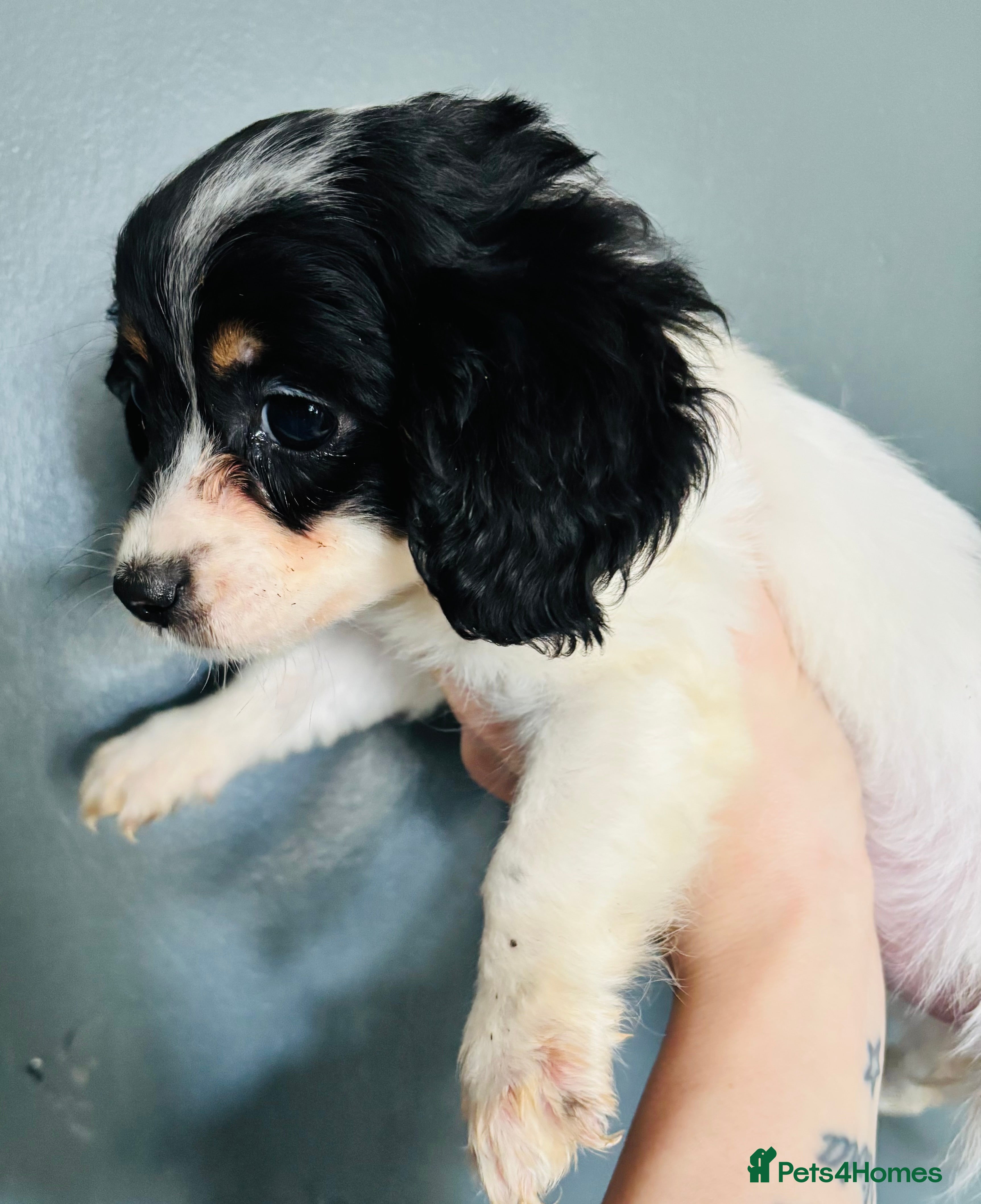 Mixed Breed dogs Adorable doxiepoo puppies last puppy remaining  - Advert 6