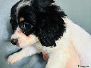 Mixed Breed dogs Adorable doxiepoo puppies last puppy remaining - Advert 4