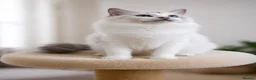 Ragdoll cats for sale: Beautiful Tica Registered Kittens Ragdoll - Advert 11