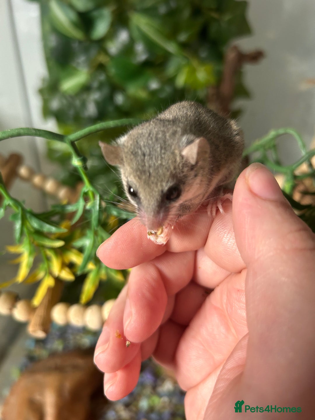 Mixed Breed rodents for sale: 3 African Pygmy Dormice || Micro Squirrels - Advert 5