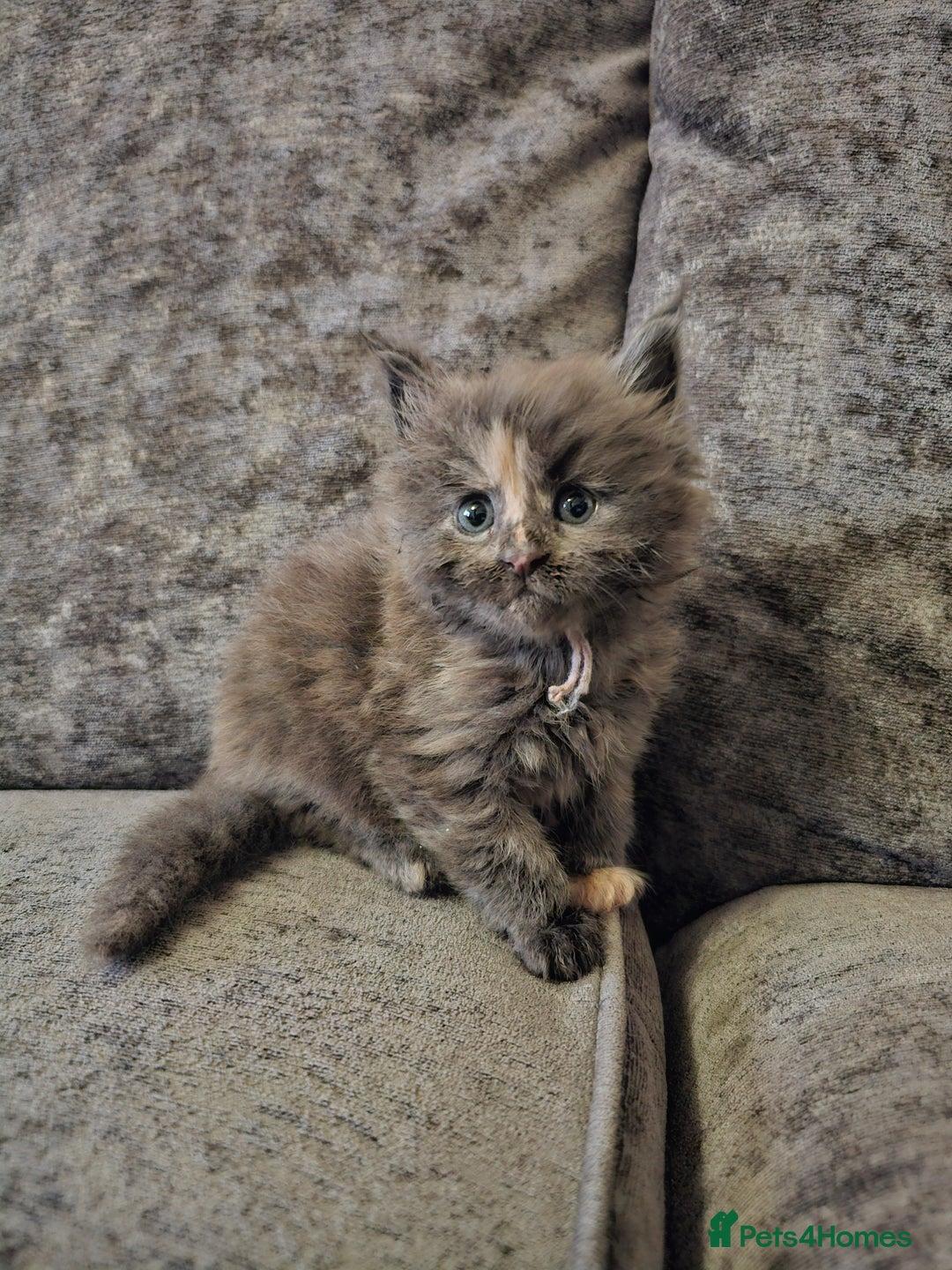 Maine Coon cats for sale: Maine Coon Kittens for Sale –2 Gi - Advert 12