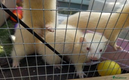 Ferret rodents for sale: 2 Beautiful Gill ferrets free to a good home in Llangammarch Wells - Image 1
