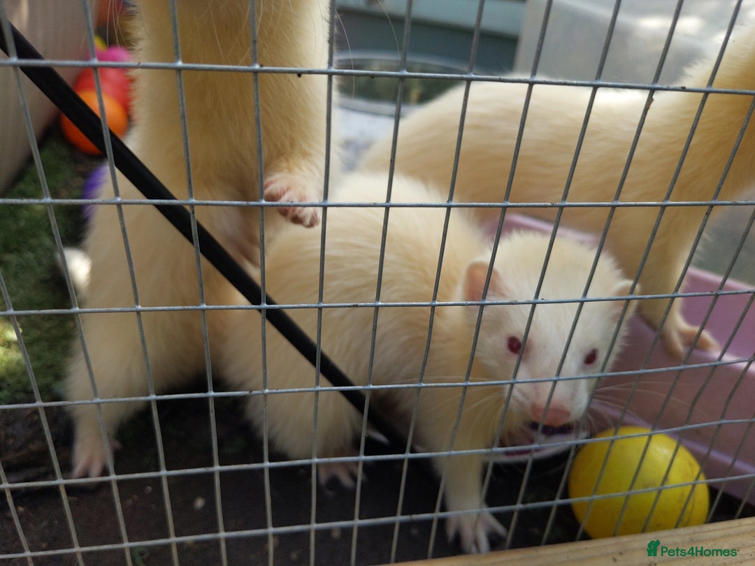 Ferret rodents for sale: 2 Beautiful Gill ferrets free to a good home in Llangammarch Wells - Image 1