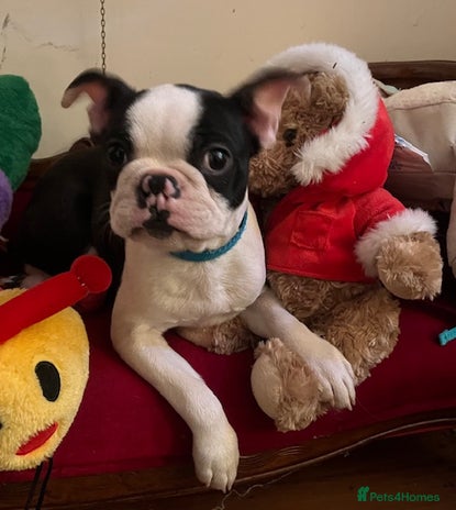 Boston Terrier dogs - Advert 1