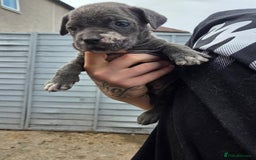 Cane Corso dogs for sale: Look 👀 absolutely stunning cane corso. - Image 19