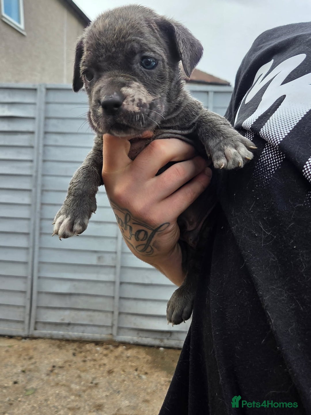 Cane Corso dogs for sale: Look 👀 absolutely stunning cane corso. - Image 19