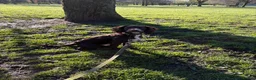 Cocker Spaniel dogs for sale: 1 year old English Cocker Spaniel in Manchester - Advert 3