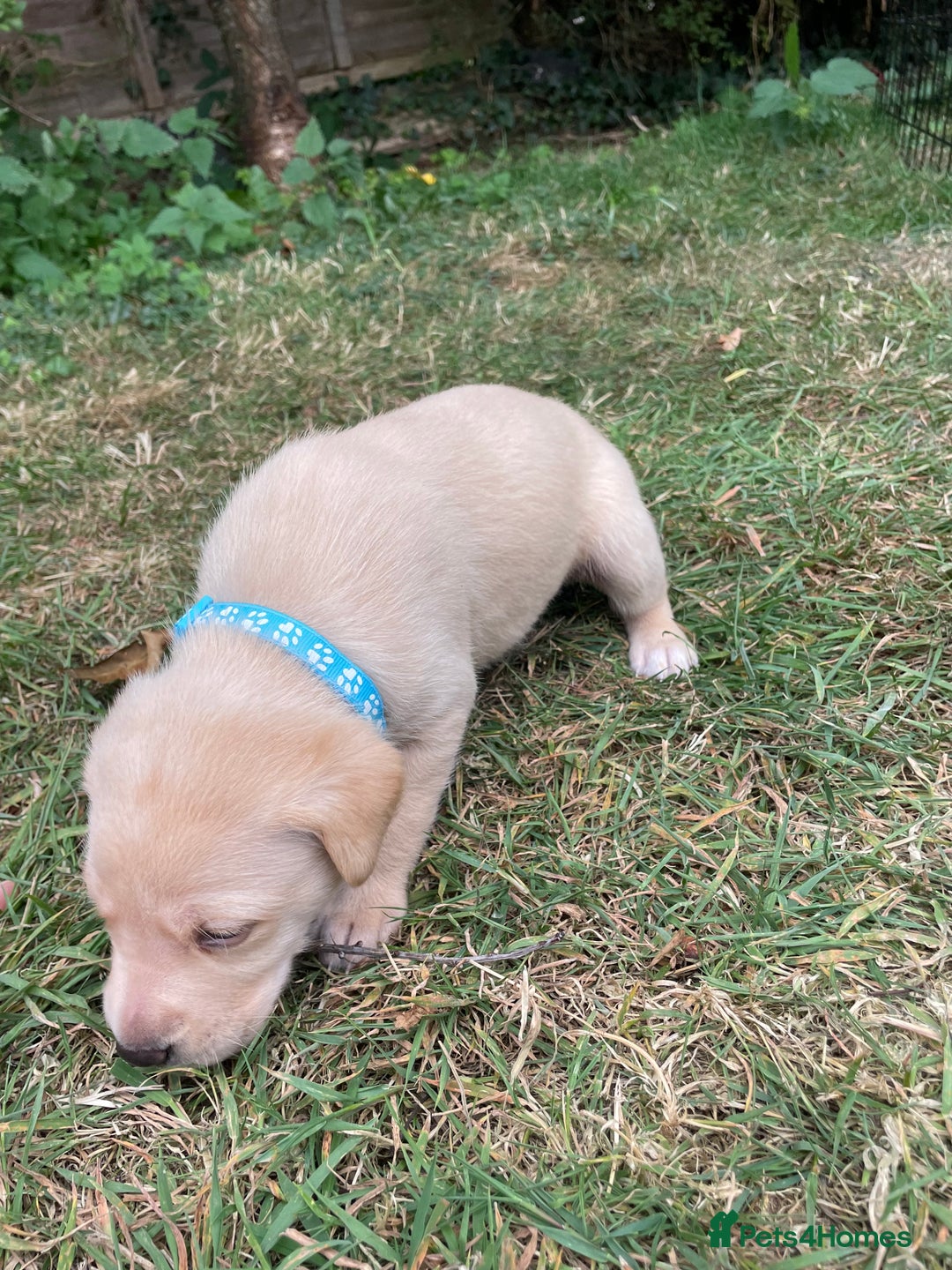 Mixed Breed dogs for sale: 3/4 Labradors puppy’s for sale  - Image 9