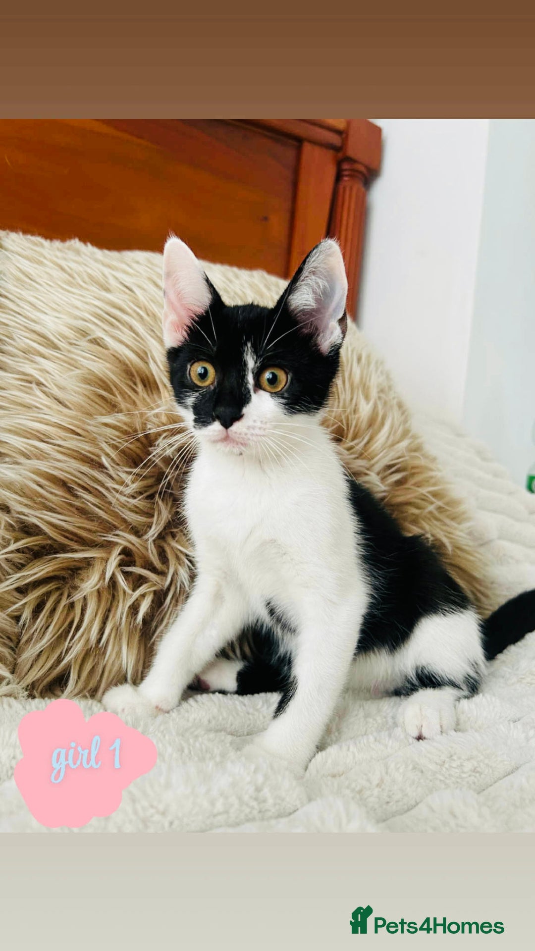 Mixed Breed cats for sale: Beautiful Kittens For Sale  - Image 5