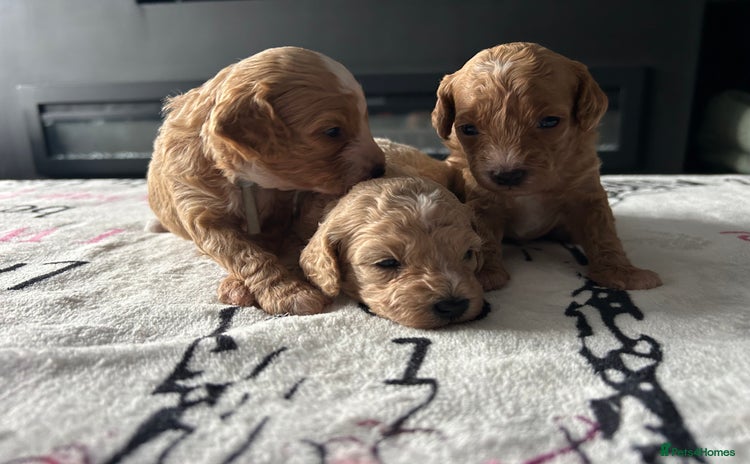 Cavapoo dogs - Advert 1