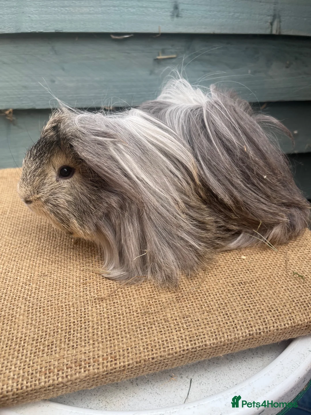 Guinea Pig rodents for sale: Purebred Peruvian Boars - Advert 2