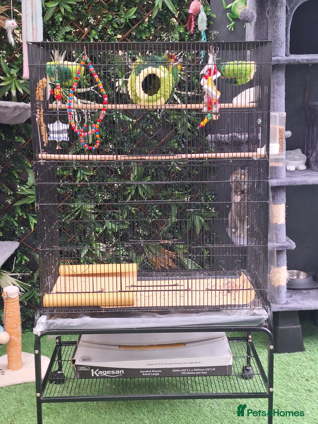 Lovebirds birds for sale: LOVE BIRDS pair. With cage and accessories  - Advert 2