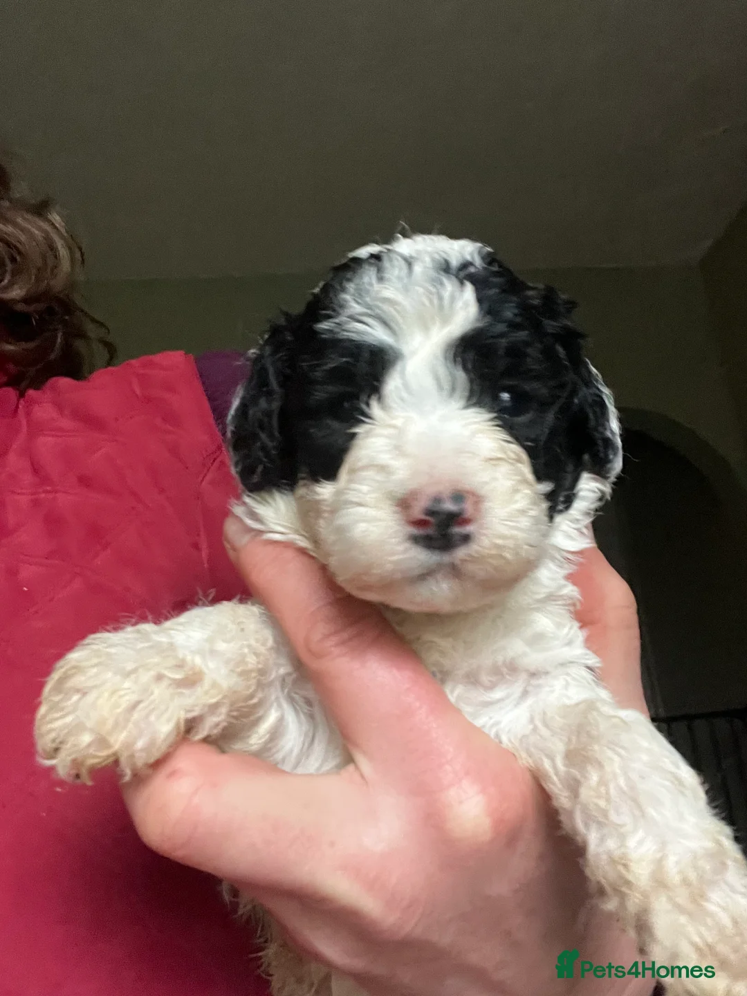 Bordoodle dogs for sale: F1b Bordoodle, DNA testing,full refund guarantee  - Advert 2
