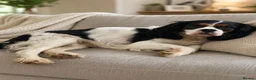 Cavalier King Charles Spaniel dogs for sale: Beautiful girl looking for a lovely home - Advert 1
