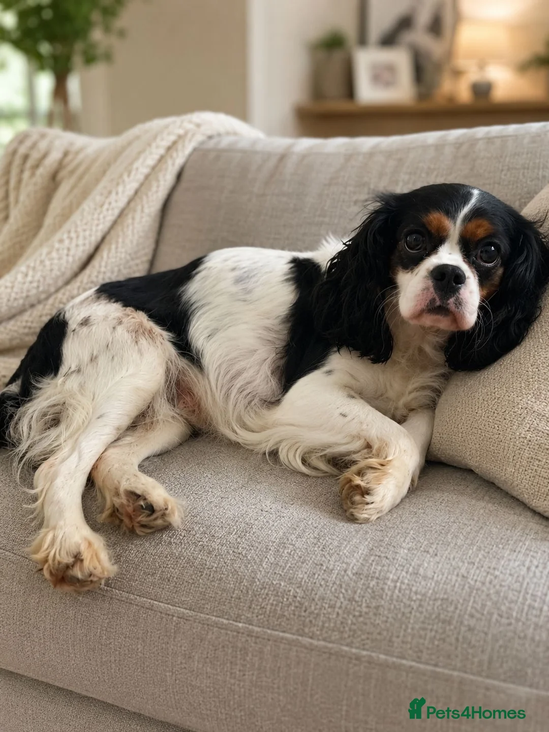 Cavalier King Charles Spaniel dogs for sale: Beautiful girl looking for a lovely home - Advert 1