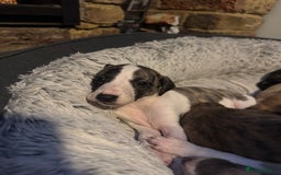 Whippet dogs for sale: Stunning whippets JUST ONE BOY LEFT - Image 19