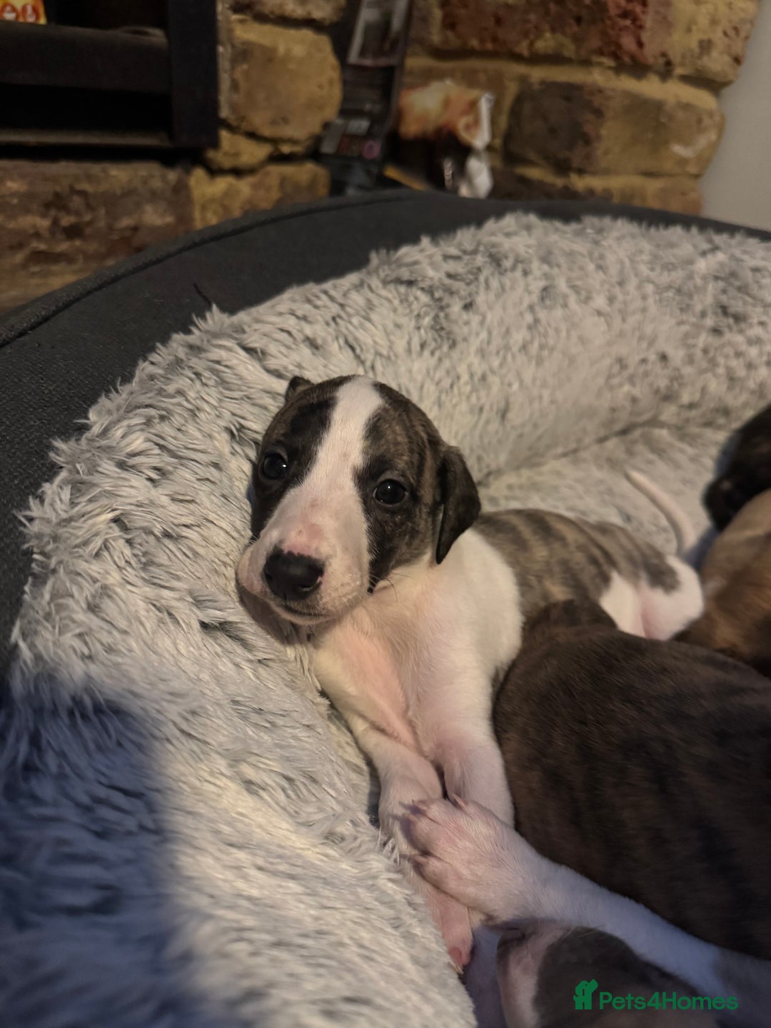 Whippet dogs for sale: Stunning whippets JUST ONE BOY LEFT - Image 19