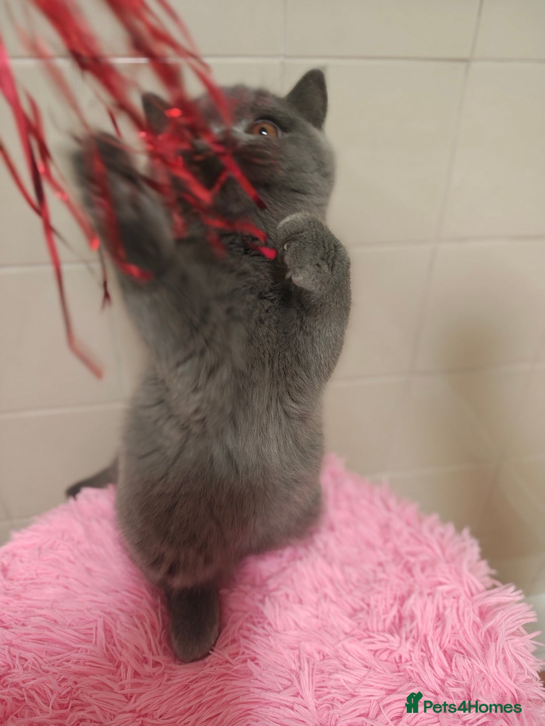 British Shorthair cats for sale: Last blue girl  BSH TICA  registered  - Advert 39