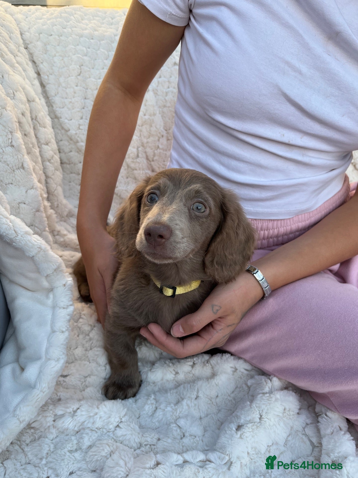 Dachshund dogs Miniature isabella and tan dachshunds £800-£1000 - Advert 18