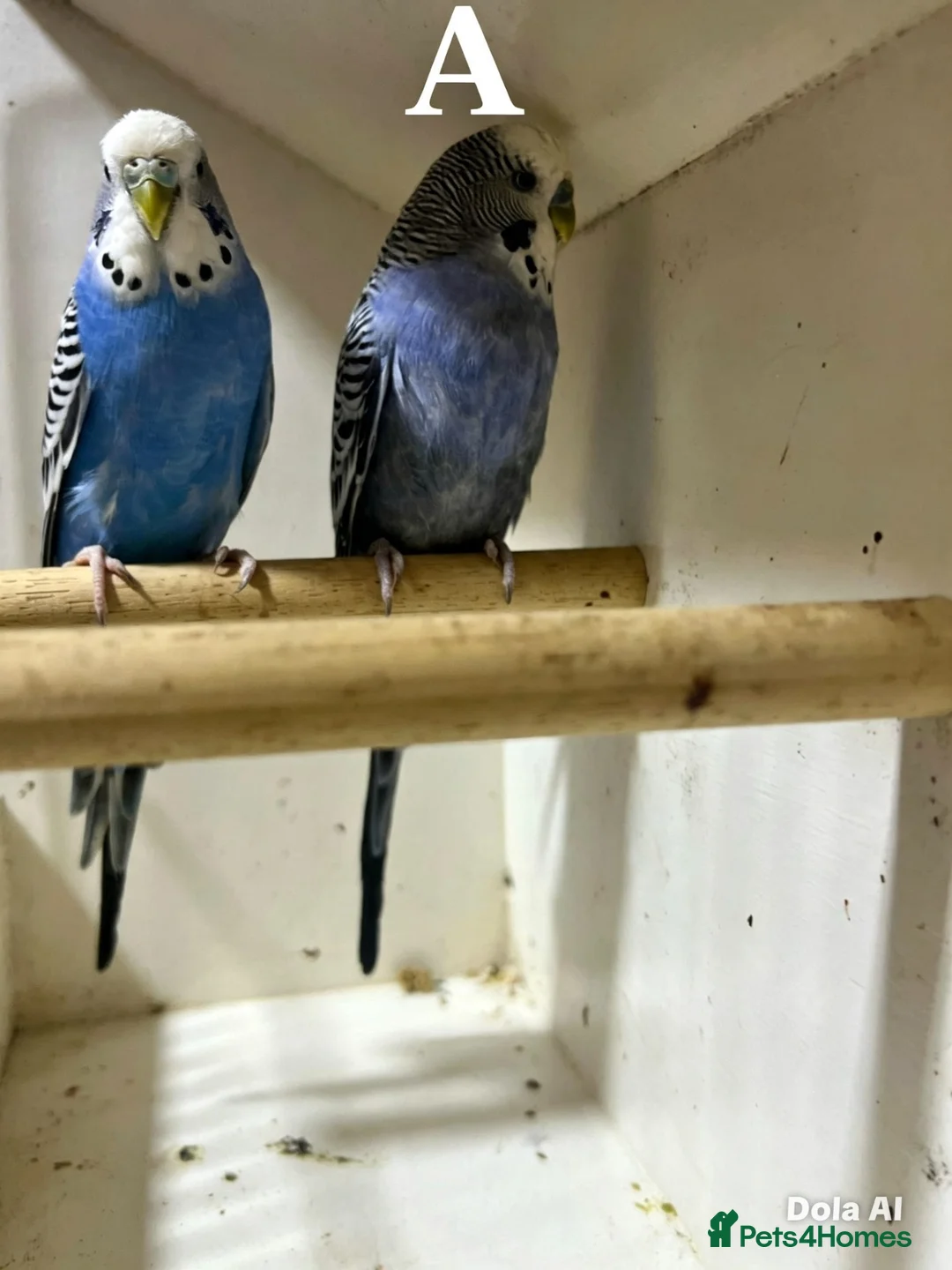 Budgerigars birds for sale: Pair budgies - Advert 2