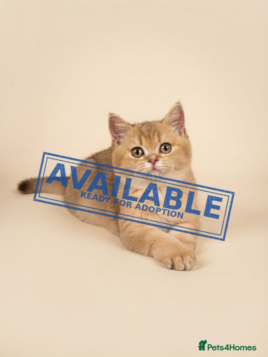 British Longhair cats TICA Reg British SH/LH Kittens - Advert 1