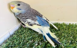 Budgerigars birds for sale: Beautiful baby budgies for sale  - Image 11