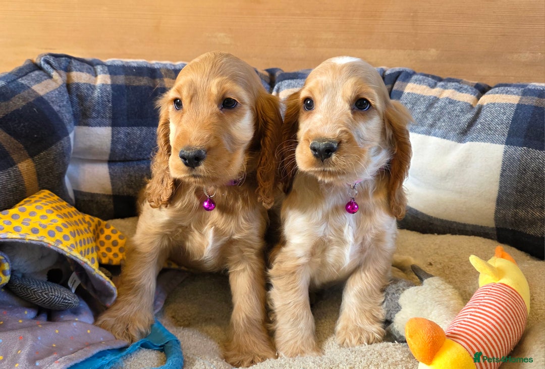 Cocker Spaniel dogs for sale: ⭐️ Show Type Cocker Spaniels ⭐️ - Image 19