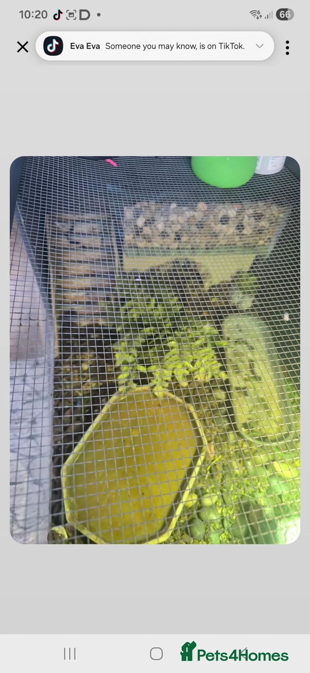 Hermann Tortoise reptiles for sale: Tortoise  - Advert 5