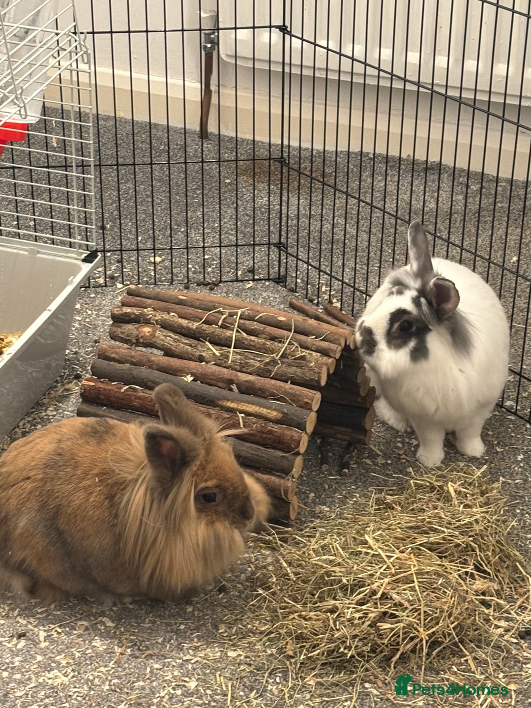 Lionhead rabbits for sale: 2 female lionhead rabbits - Advert 1