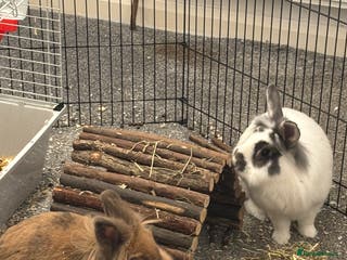 Lionhead rabbits 2 female lionhead rabbits - Advert 1