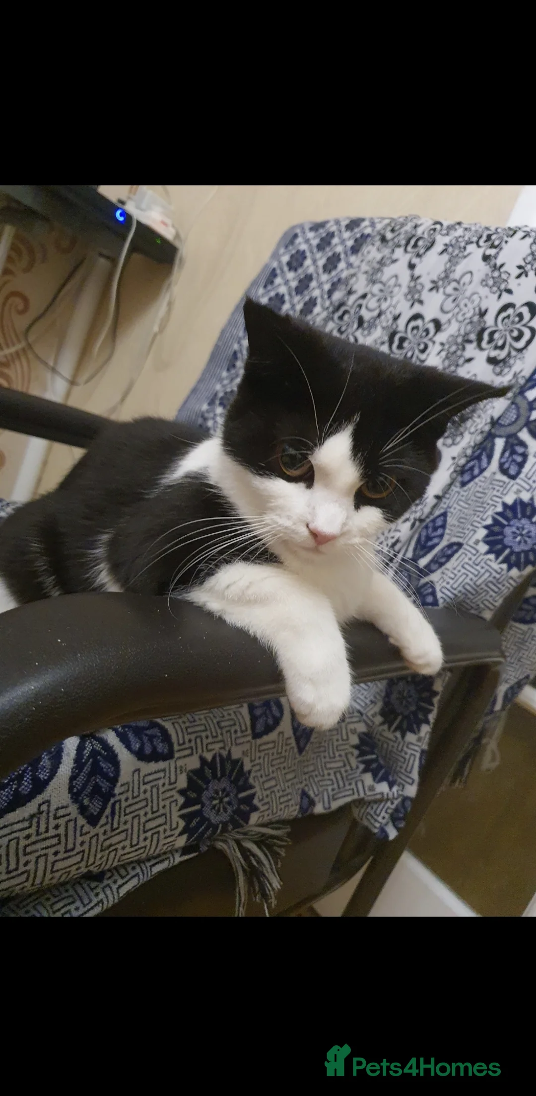 British Shorthair cats for sale: 1 year Old female cat mirochipped and sprayed - Advert 2