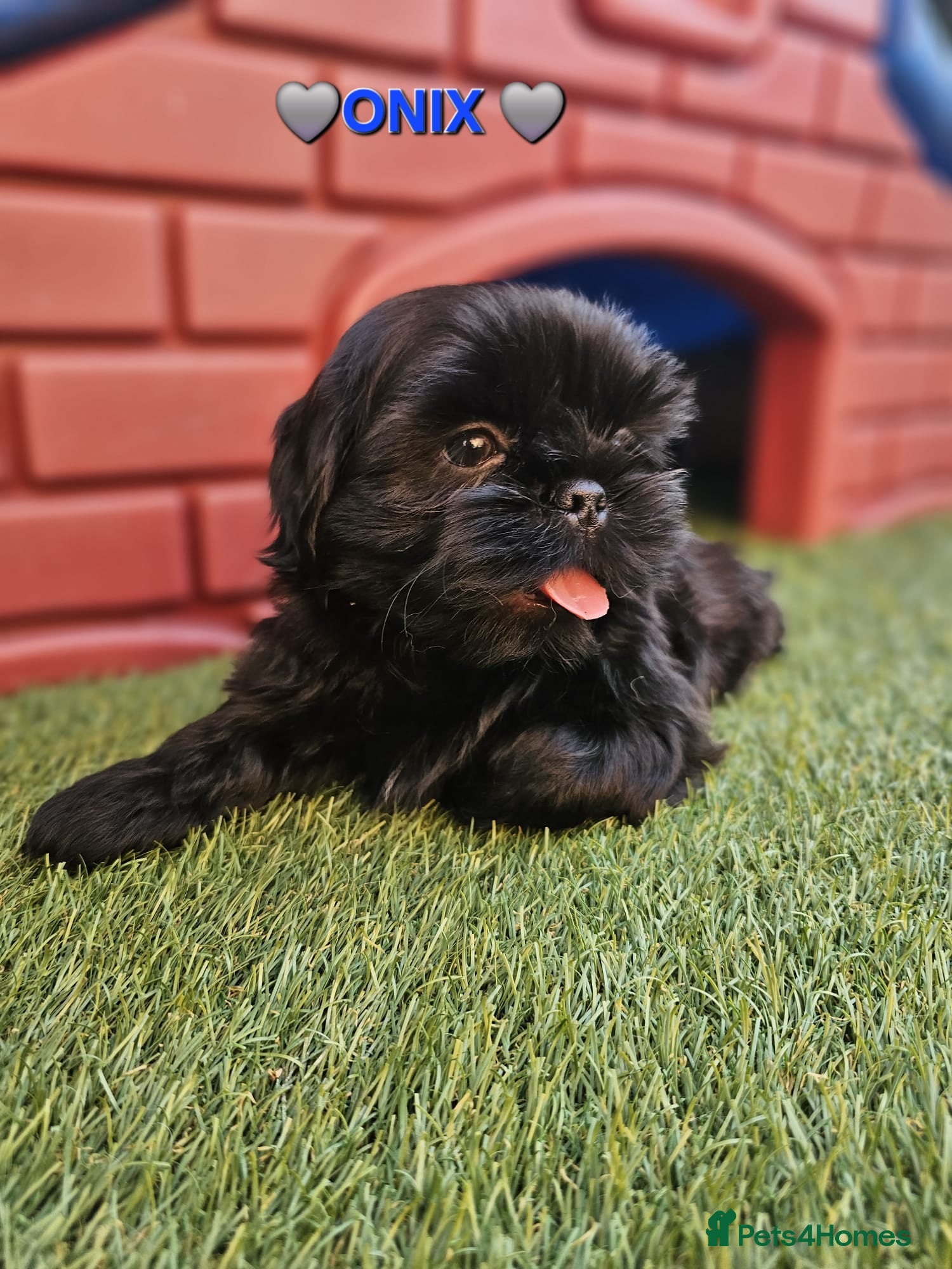 Shih Tzu dogs STUNNING PURE STANDARD SHIH TZU  - Advert 1