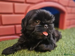Shih Tzu dogs STUNNING PURE STANDARD SHIH TZU - Advert 1