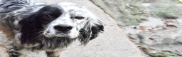 English Setter dogs for adoption: Boss  - Advert 2