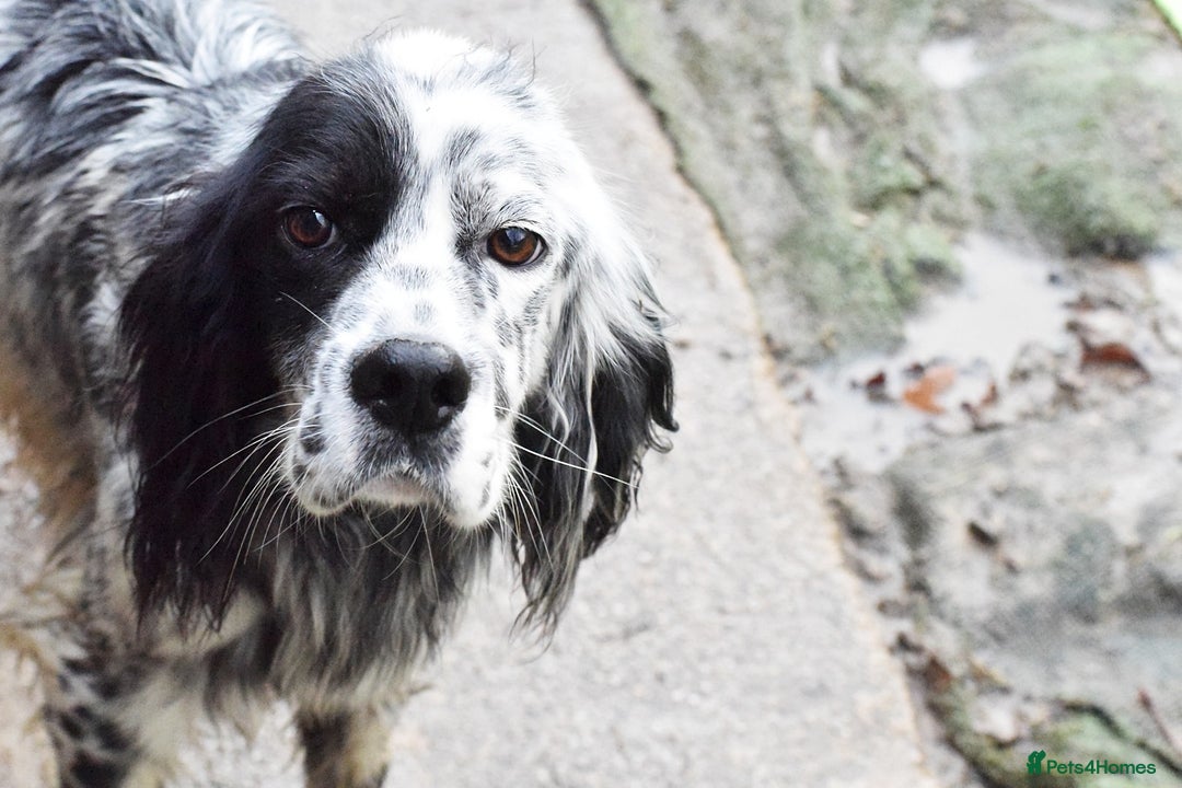 English Setter dogs for adoption: Boss  - Advert 2