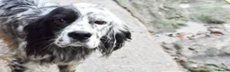 English Setter dogs for adoption: Boss  - Advert 2