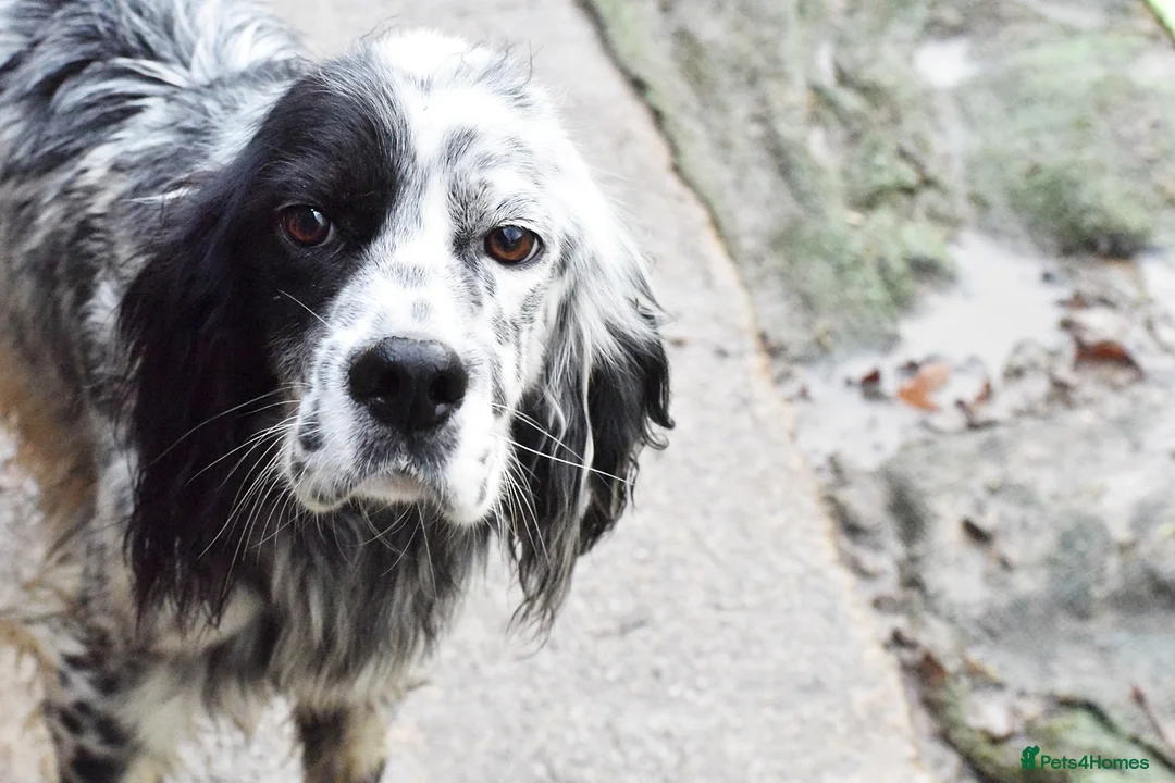 English Setter dogs for adoption: Boss  - Advert 2