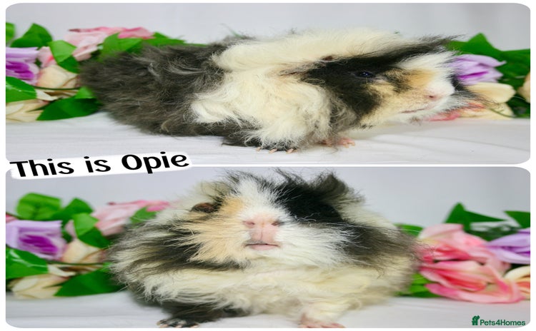 Guinea Pig rodents - Advert 5