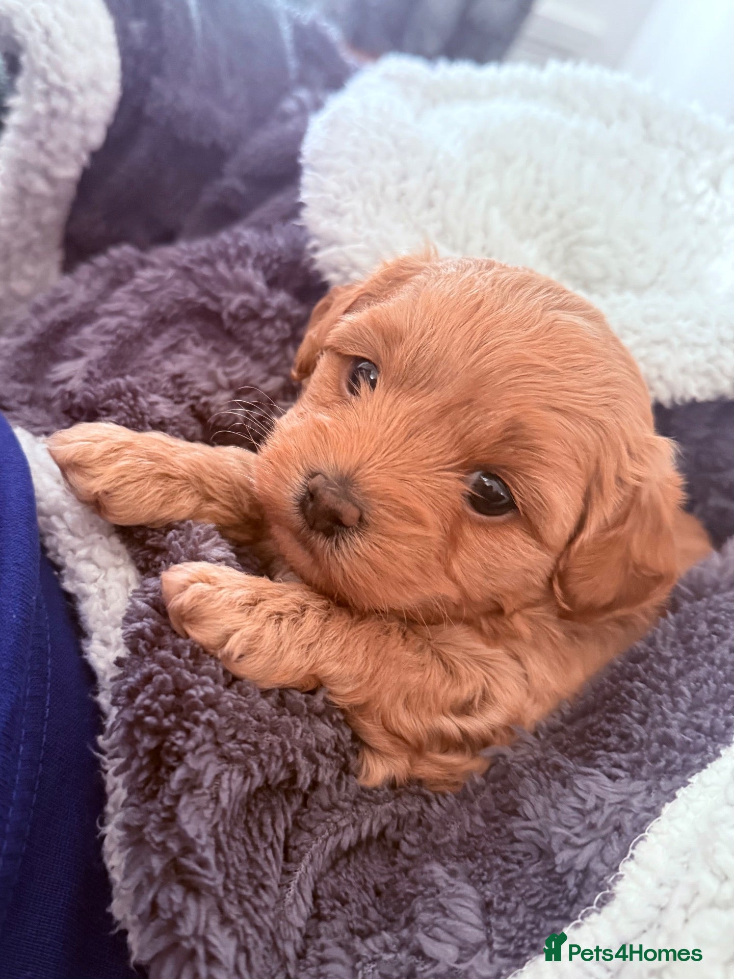 Maltipoo dogs One adorable girl available  - Advert 16