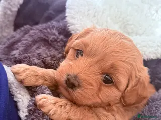 Maltipoo dogs One adorable girl available - Advert 1