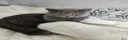British Shorthair cats for sale: Beautiful Persian/  British shorthair kittens - Advert 4
