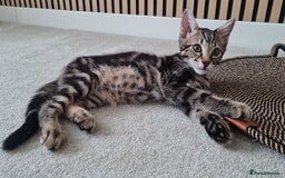Mixed Breed cats for sale: Beautiful Male Tabby Kitten for Rehoming - Image 1