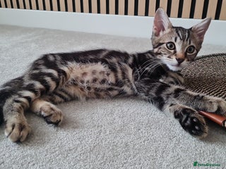 Mixed Breed cats for sale - Advert 1