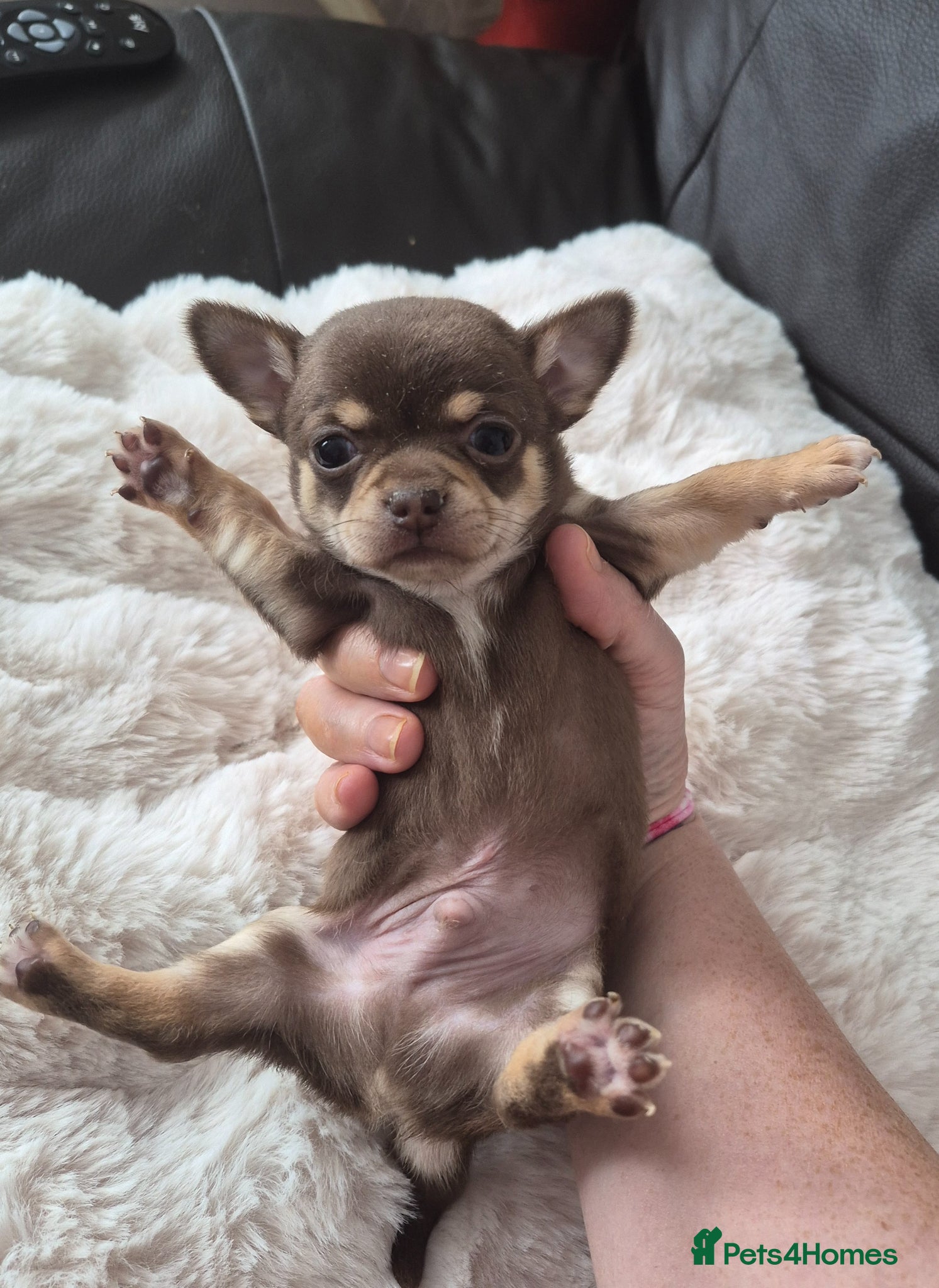 Chihuahua dogs Beautiful Full Pedigree Chihuahuas - Advert 11