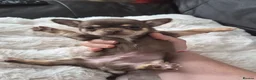 Chihuahua dogs for sale: Beautiful Full Pedigree Chihuahuas - Advert 4