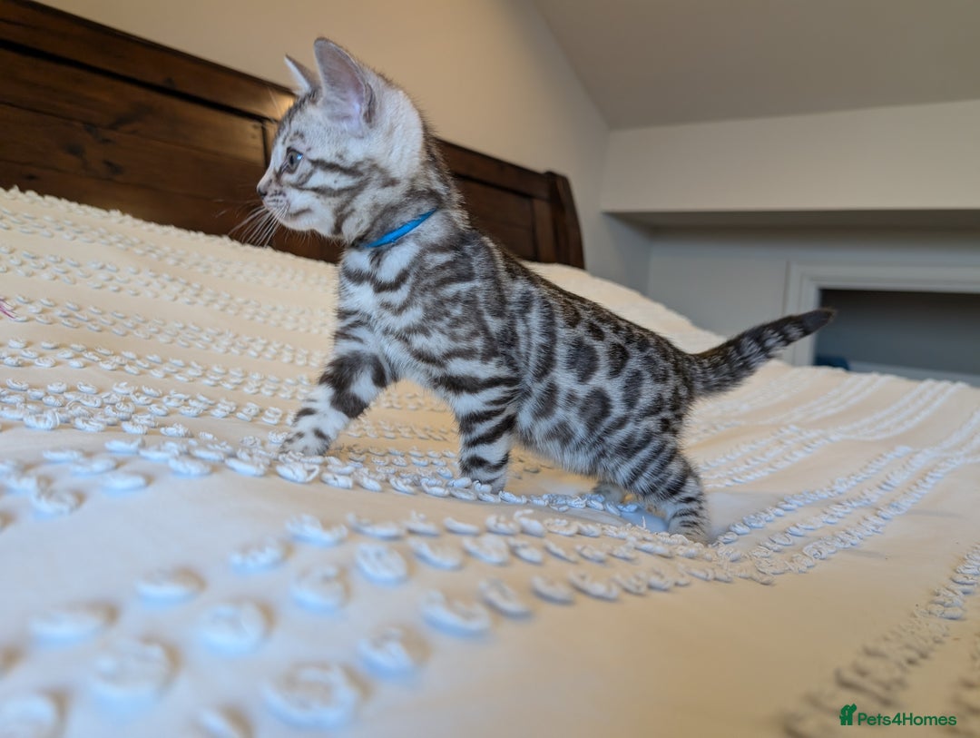 Bengal cats for sale: 🤍🩶🖤 Beautiful Bengal Kittens 🖤🩶🤍 - Image 19